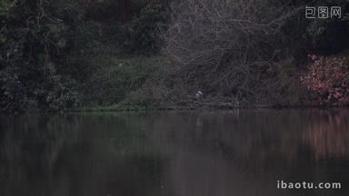 傍晚在湖面捕食的<strong>鸽子实拍</strong>4k